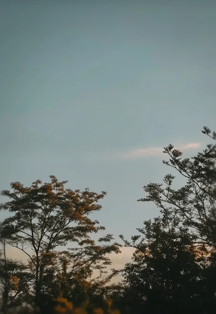 Trees against a twilight sky